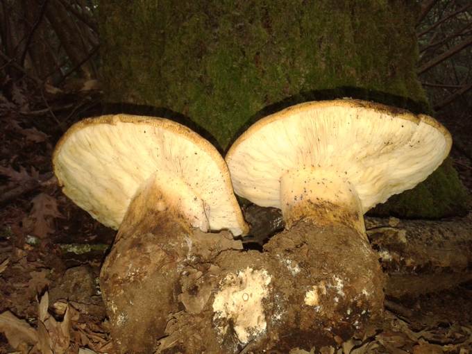 Tapinella atrotomentosa?