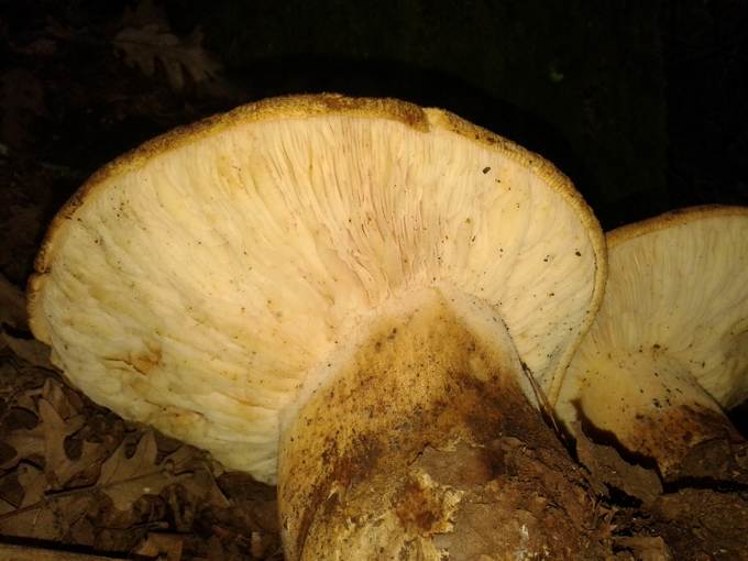Tapinella atrotomentosa?