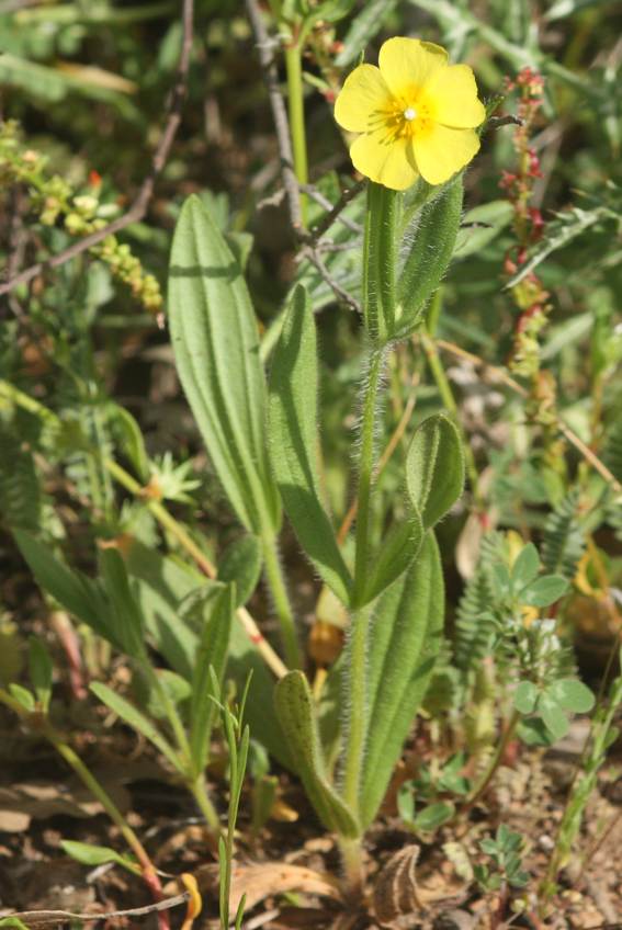 Tuberaria lignosa? no, Tuberaria guttata (Cistaceae)