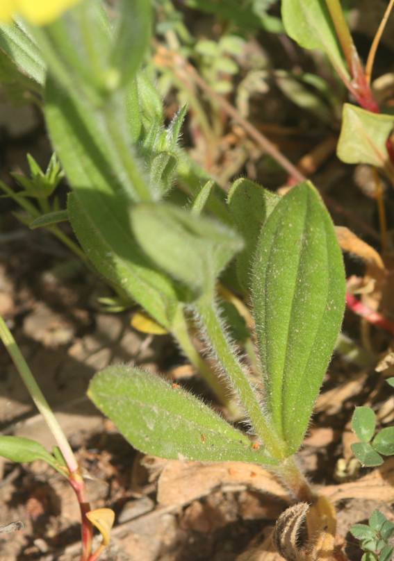 Tuberaria lignosa? no, Tuberaria guttata (Cistaceae)