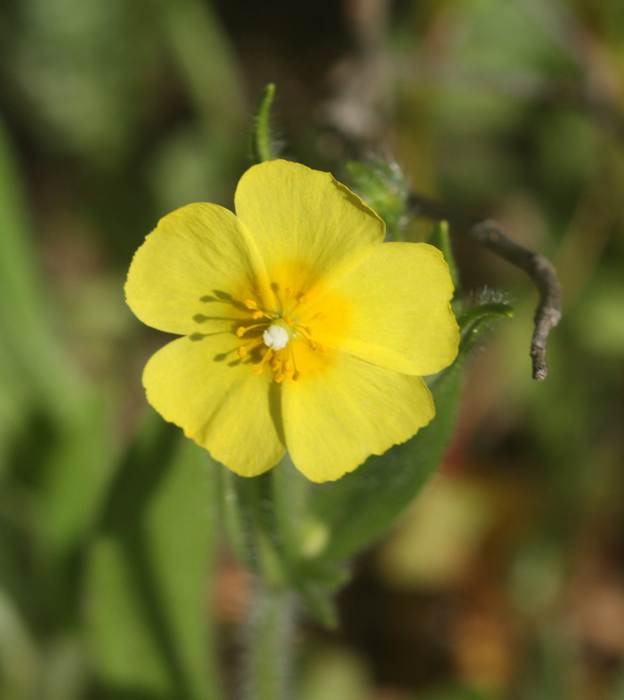 Tuberaria lignosa? no, Tuberaria guttata (Cistaceae)