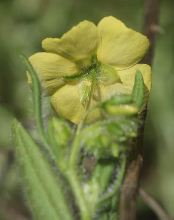 Tuberaria lignosa? no, Tuberaria guttata (Cistaceae)