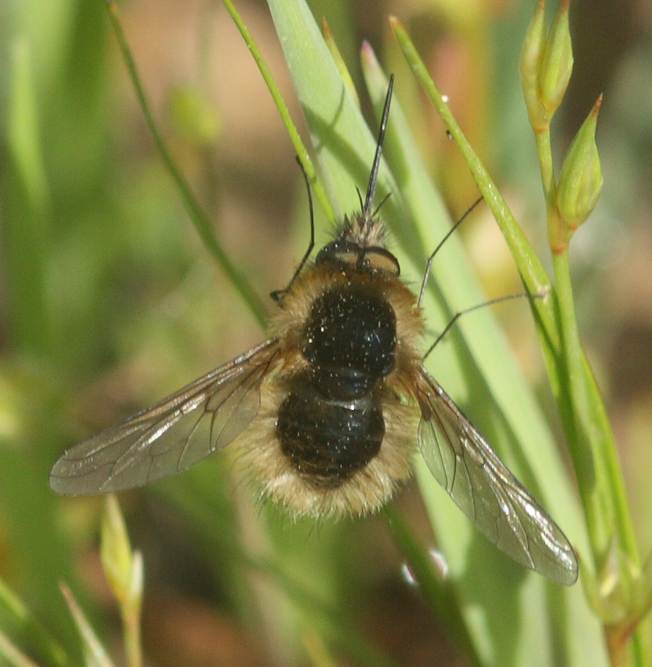 Bombylius minor?