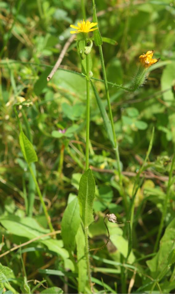 Crepis zacintha / Radicchiella verrucaria