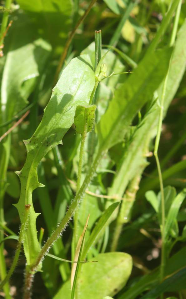 Crepis zacintha / Radicchiella verrucaria