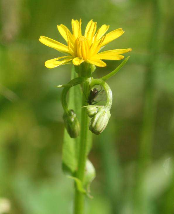 Crepis zacintha / Radicchiella verrucaria