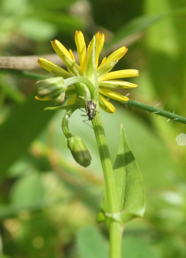 Crepis zacintha / Radicchiella verrucaria