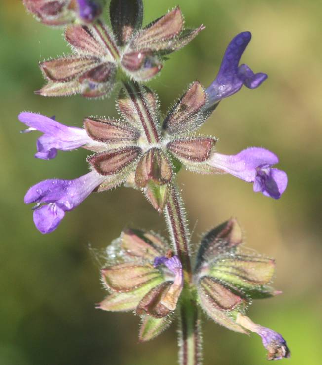 Salvia da identificare