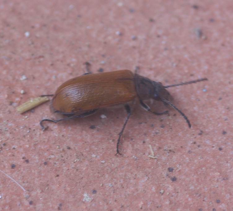 Cebrio sp. ?  No, Tenebrionidae Alleculinae, Omophlus sp.