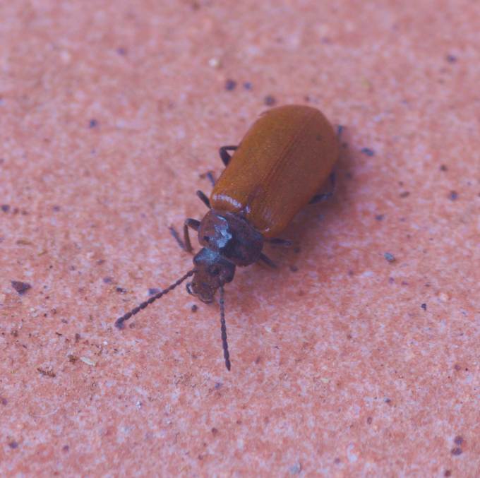 Cebrio sp. ?  No, Tenebrionidae Alleculinae, Omophlus sp.