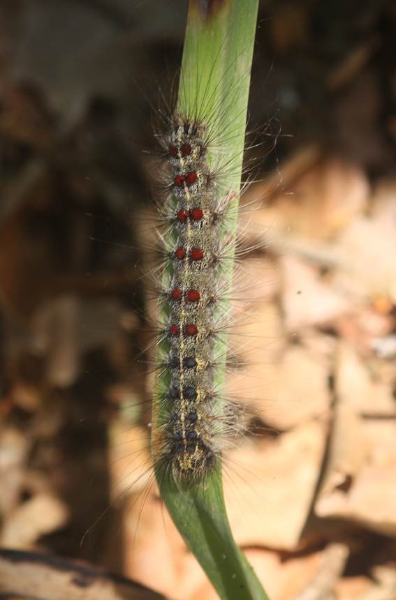 Bruco di...Lymantria dispar  (Erebidae Lymantriinae)