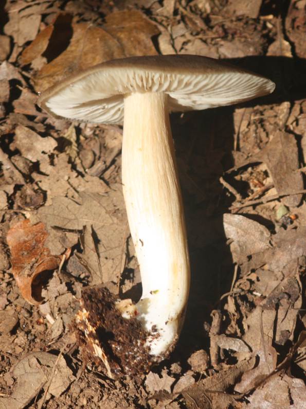 Tricholoma?