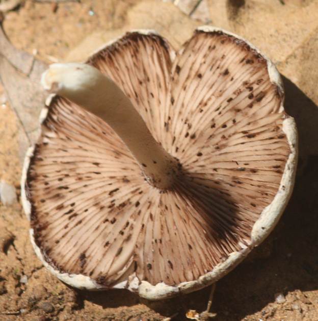 Fungo da identificare