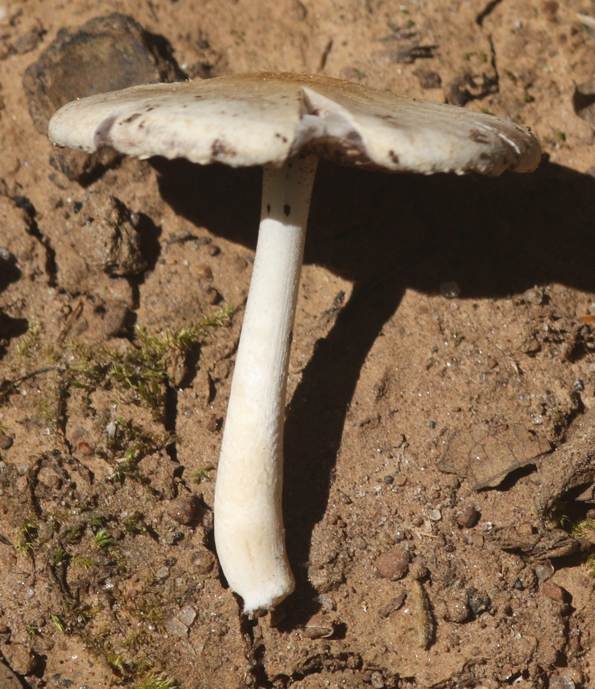 Fungo da identificare