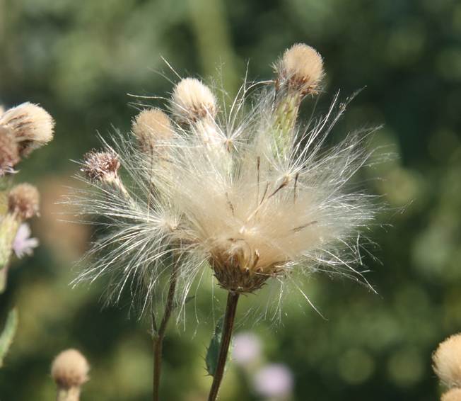 Cirsium arvense (Asteraceae)