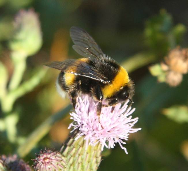 Bombus hortorum? No, Bombus (Bombus) gr. terrestris