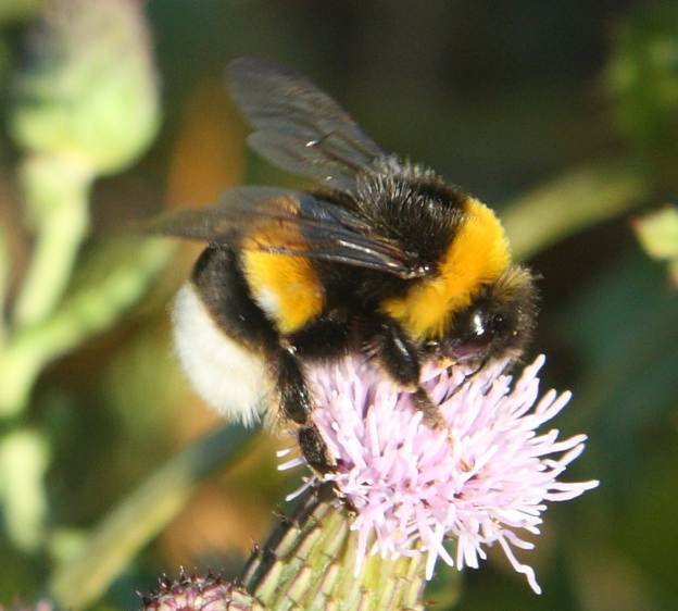 Bombus hortorum? No, Bombus (Bombus) gr. terrestris