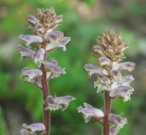 Orobanche minor?