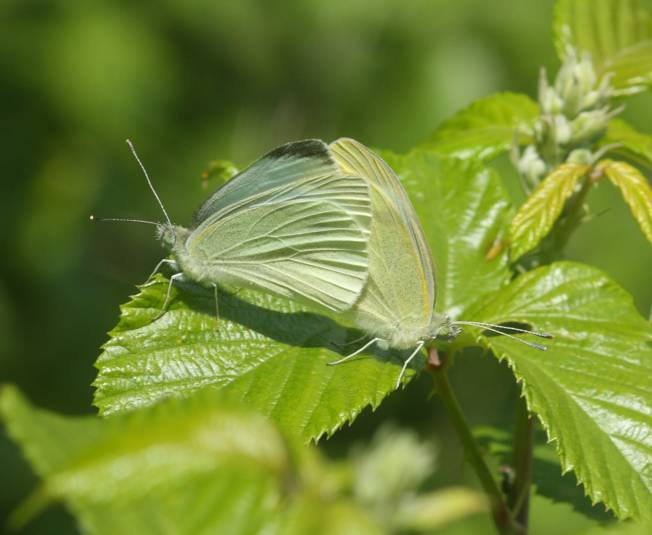 Pieris brassicae o Pieris rapae? P. rapae - Pieridae