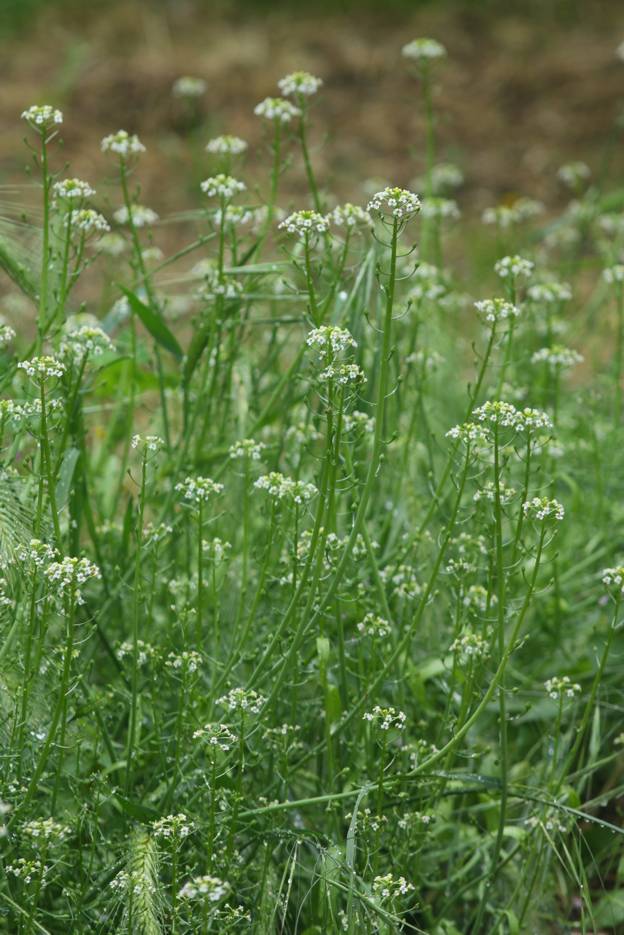 Calepina irregularis / Miagro rostellato