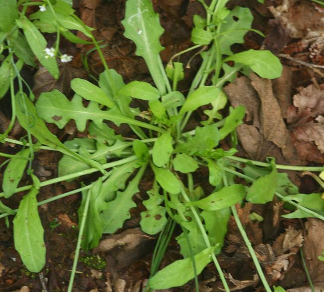 Calepina irregularis / Miagro rostellato