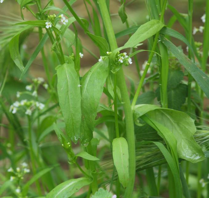 Calepina irregularis / Miagro rostellato