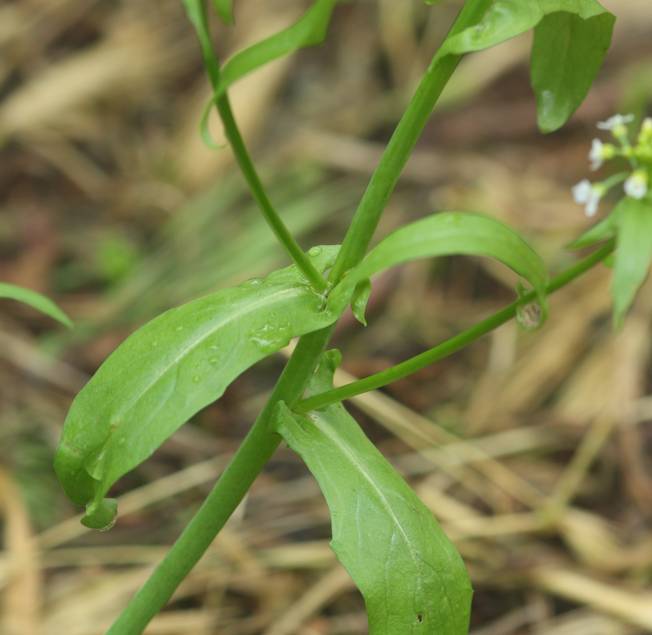 Calepina irregularis / Miagro rostellato