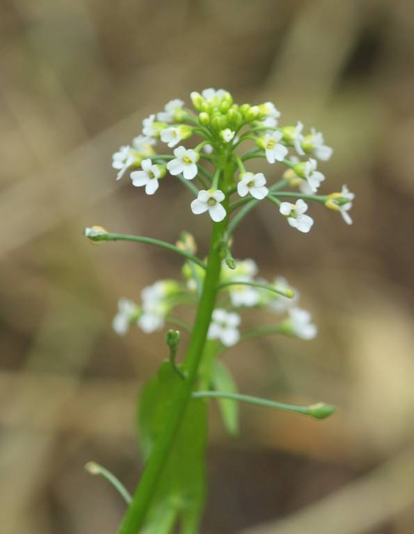 Calepina irregularis / Miagro rostellato