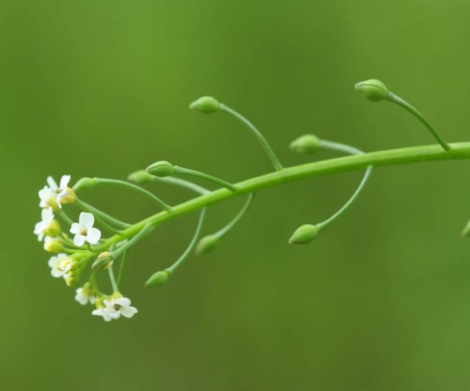 Calepina irregularis / Miagro rostellato