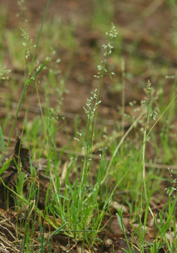 Poa annua?
