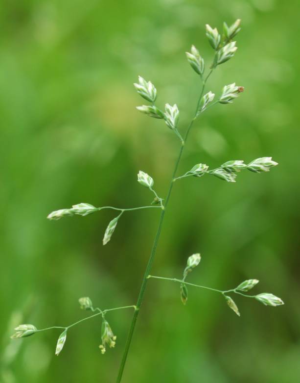 Poa annua?
