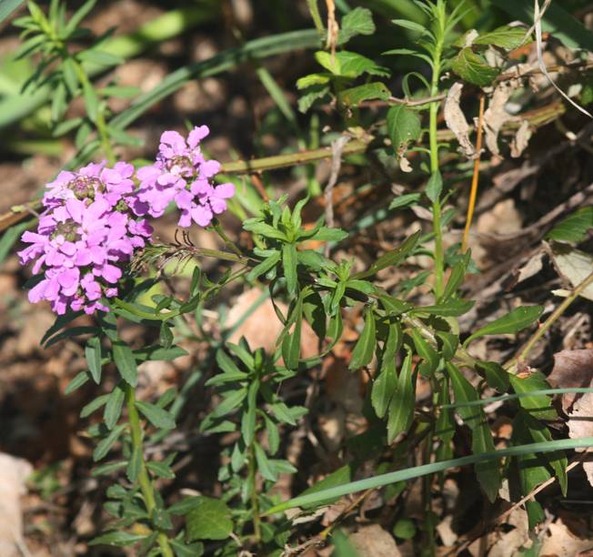 Iberis umbellata / Iberide rossa