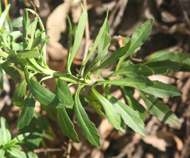 Iberis umbellata / Iberide rossa
