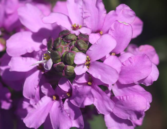 Iberis umbellata / Iberide rossa