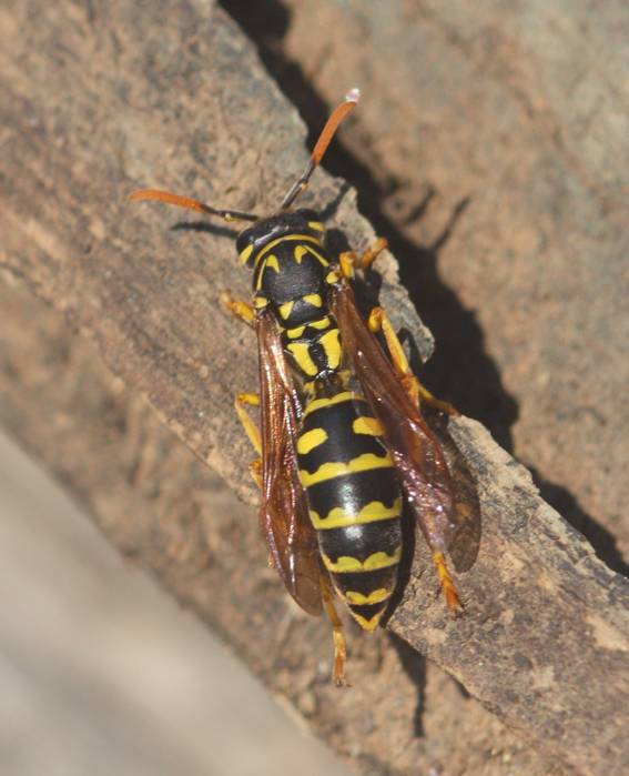 Vespidae: Polistes dominula? S.