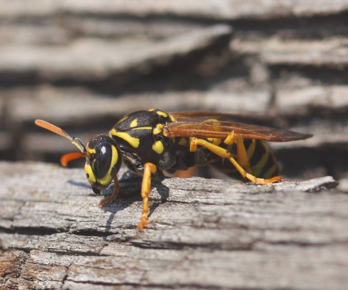 Vespidae: Polistes dominula? S.