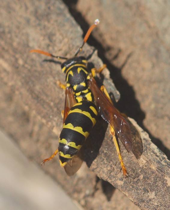 Vespidae: Polistes dominula? S.