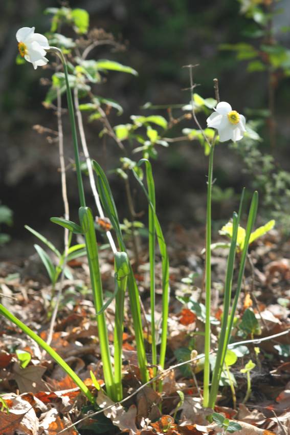 Narcissus poeticus