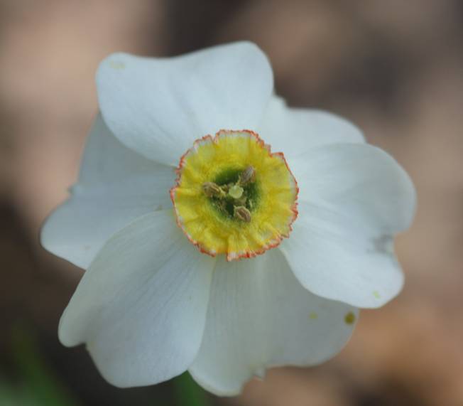 Narcissus poeticus