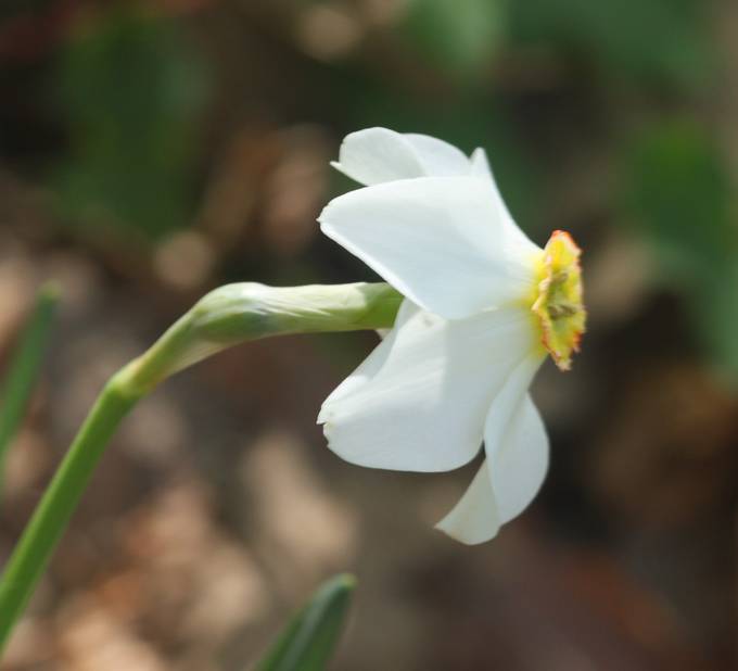 Narcissus poeticus