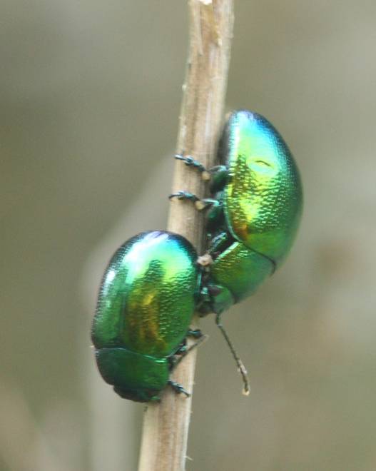 Chrysomelidae: Chrysolina herbacea