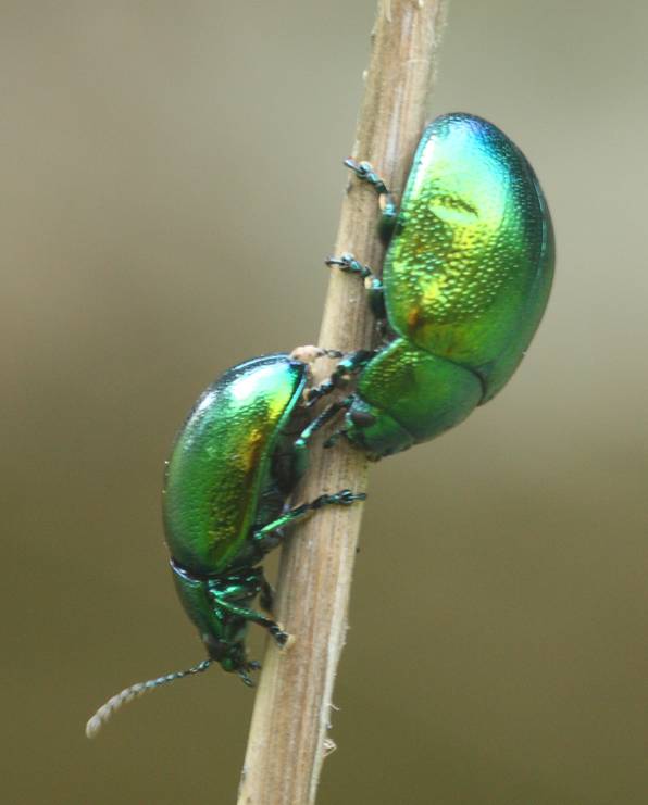 Chrysomelidae: Chrysolina herbacea