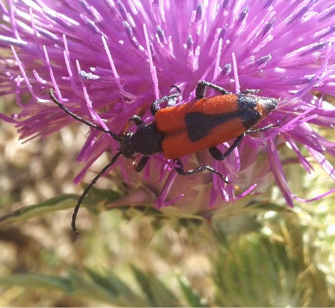 Conferma Stictoleptura cordigera