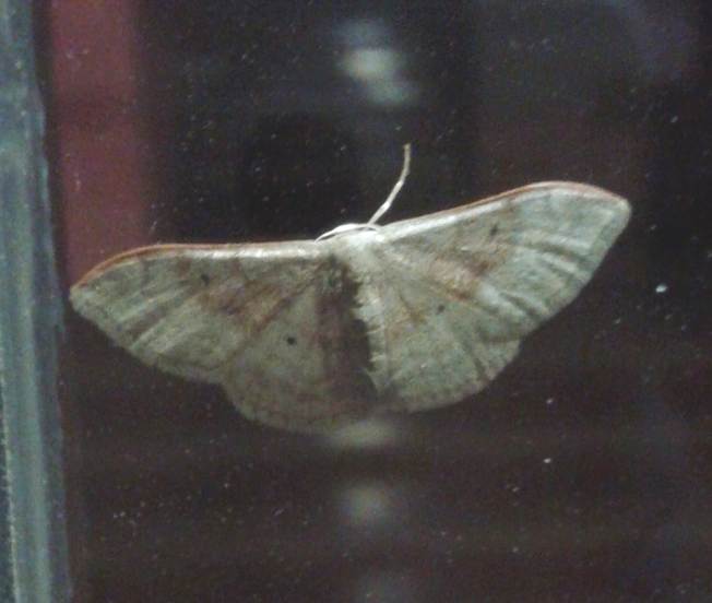 Idaea da identificare: Idaea degeneraria - Geometridae