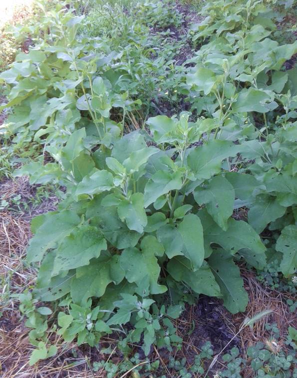 Conferma Arctium lappa