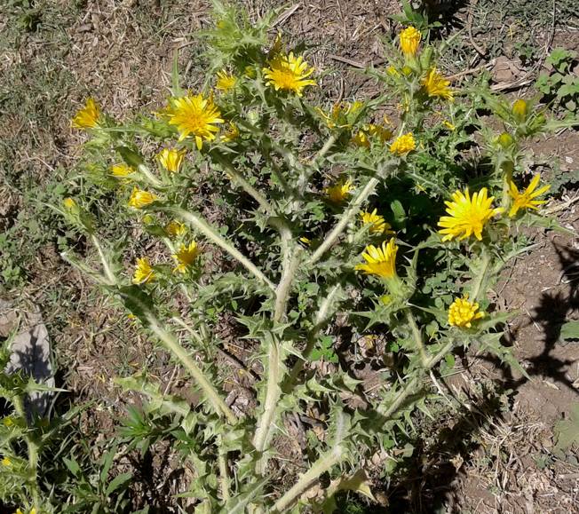 Scolymus hispanicus