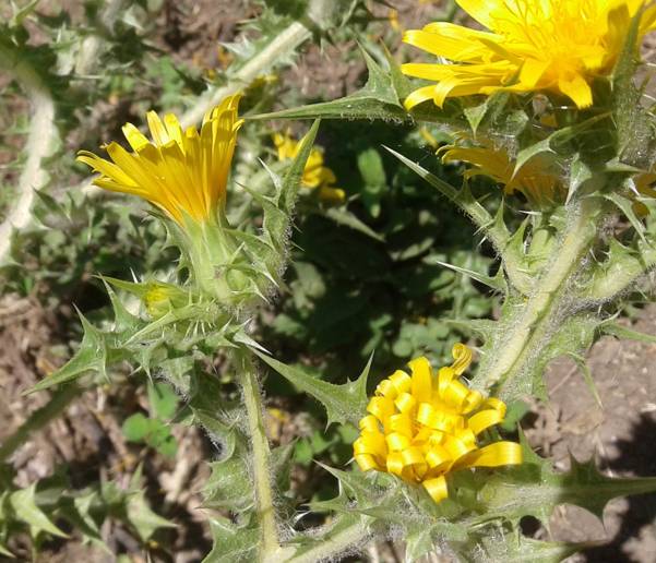 Scolymus hispanicus