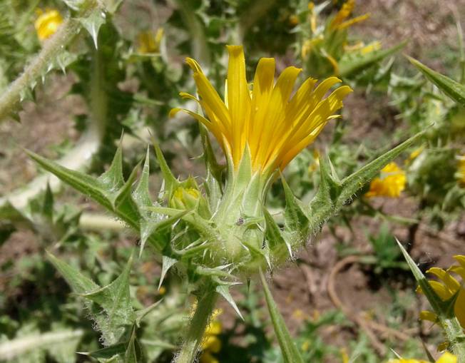 Scolymus hispanicus