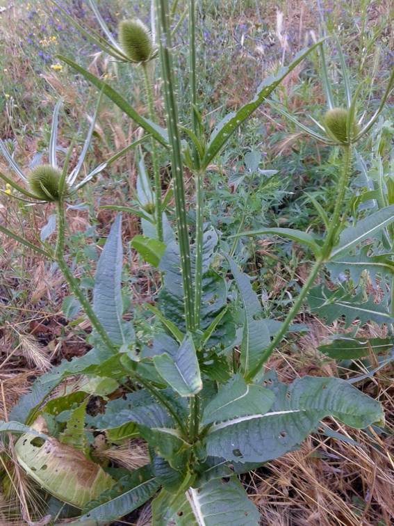 Dipsacus fullonum / Cardo dei lanaioli (Caprifoliaceae)