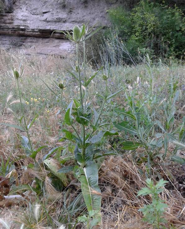 Dipsacus fullonum / Cardo dei lanaioli (Caprifoliaceae)